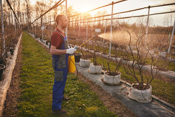 Farmer using pesticide, insecticide and herbicide sprayer sprinkler in an blueberries farm.