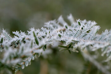 Branch covered with hoarfrost.