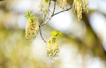blooming maple in spring