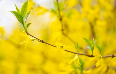  background of forsythia flowers