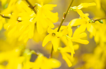  background of forsythia flowers