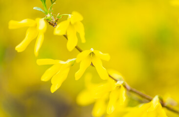  background of forsythia flowers