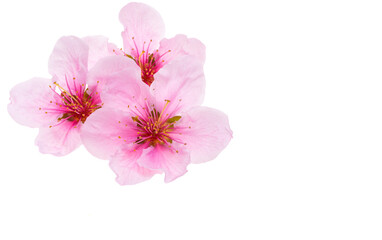 sakura flowers