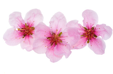 Fototapeta na wymiar sakura flowers