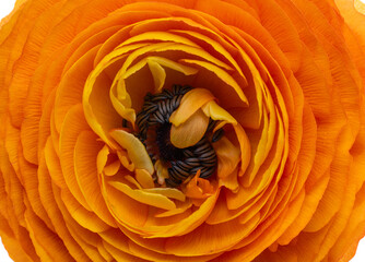 beautiful ranunculus flower isolated