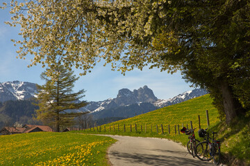 Panoramablick auf den Aggenstein mit gelb blühenden Wiesen auf einer Radtour