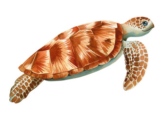 Watercolor realistic Sea Turtle on isolated white background, watercolor illustration. Closeup Hand drawn illustration