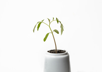 Young seedlings of tomato in pot isolated on a white background. Green seedling of fresh tomatoes plant