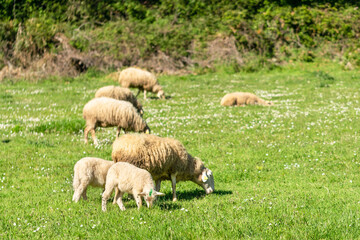 Sheep and lambs grazing in spring. Aezkoa Valley, Navarrese Pyrenees