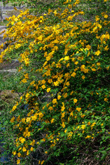 黄色く咲き誇るヤマブキ