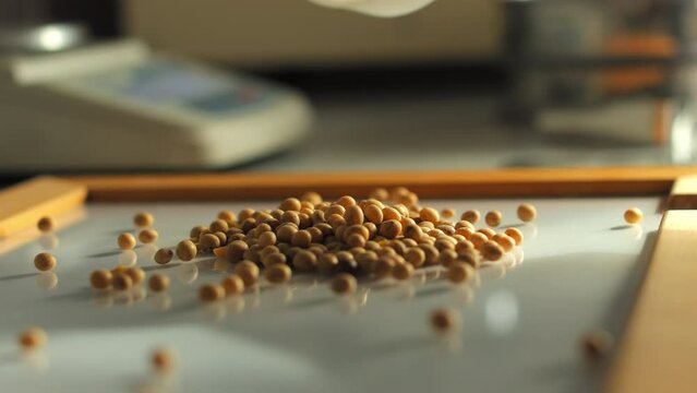 Hand of assistant pouring grains from plastic container on white tray for analysis. Bunch of round peas kernels spilling and rolling around the table in laboratory.