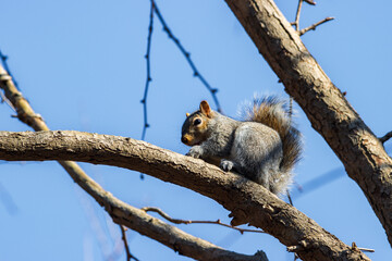 Funny squirrel in central park in New York City (USA)