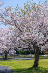 満開の桜の花と湖山池 鳥取県 湖山池