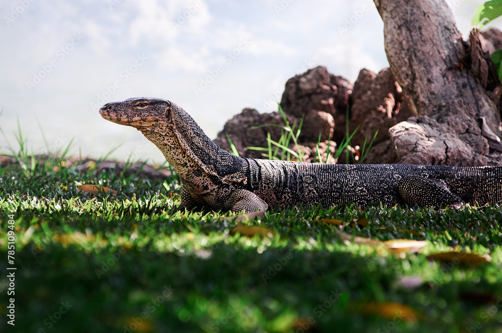 Wall mural The Asian water monitor (Varanus salvator) is a large varanid lizard native to South and Southeast Asia.