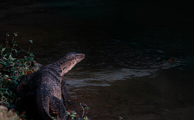 The Asian water monitor (Varanus salvator) is a large varanid lizard native to South and Southeast...