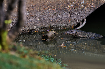 The Asian water monitor (Varanus salvator) is a large varanid lizard native to South and Southeast Asia.
