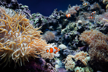 Underwater beauty. Tropical fishea, seaweed and other ocean creatures