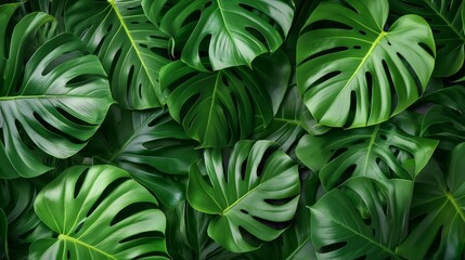 A Seamless Pattern Of A Monstera Leaves.