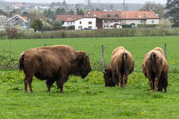 Troupeau de bisons au pâturage, Suisse