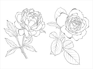 Peony and rose line art,  outline Illustration. Flowers outline isolated on white background. Hand painted line art botanical illustration.