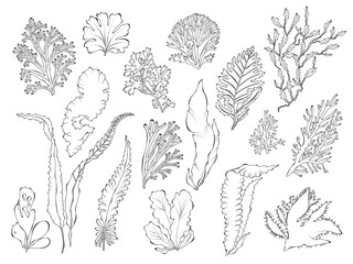 Algae line art, outline vector illustration isolated on white background.