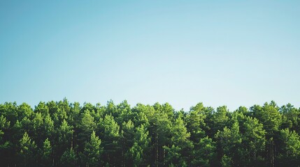 Minimalist tree line, horizon close-up, low angle, clear sky, tranquil forest edge 