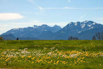L&ouml;wenzahnbl&uuml;te im Allg&auml;u