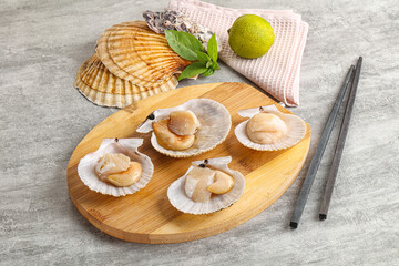 Raw natural scallop in its shell