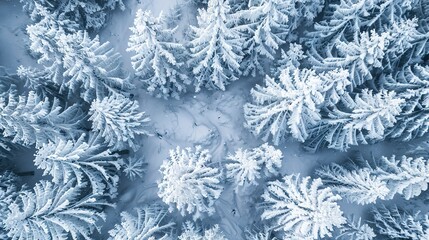 Snow-covered pines, aerial perspective, close-up, high-angle, winter's white blanket, crisp light