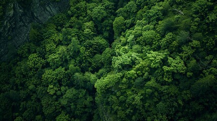 Fototapeta na wymiar Mountain forest edge, aerial view, close-up, bird's-eye perspective, rugged terrain meets lush green 
