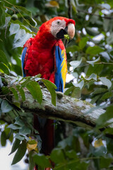 Scharlachara in Costa Rica