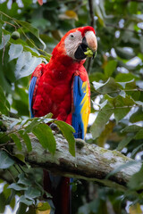 Scharlachara in Costa Rica