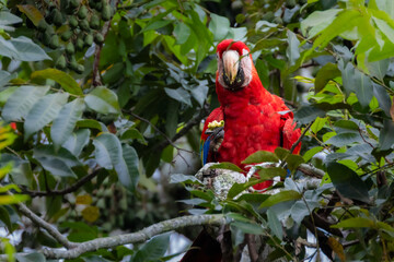 Scharlachara in Costa Rica