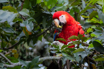 Scharlachara in Costa Rica