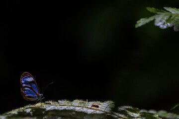 Blauer Schmetterling vor schwarzem Hintergund
