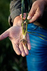 Close up of senior farmer hands examining crop in his hands in wheat field.