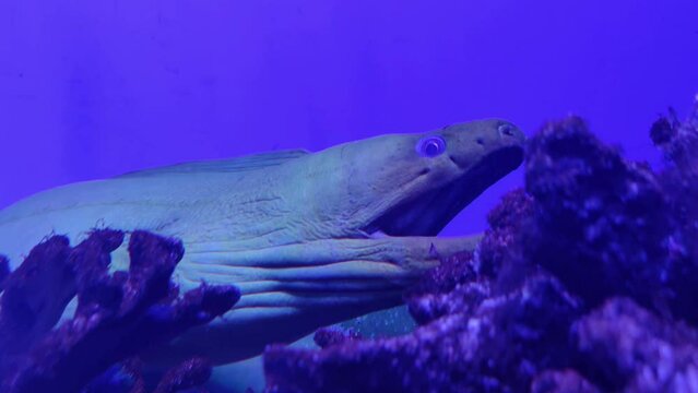Murena fish close view, natural predator under water 4K video background