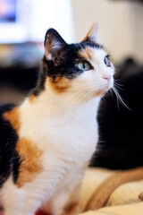 Tricolor cat close-up portrait indoors
