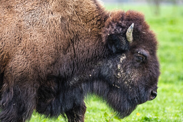 Portrait de profil d'un bison
