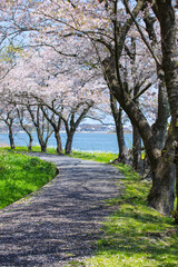 満開の桜の花と湖山池 鳥取県 青島