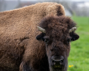 Portrait de face d'un bison