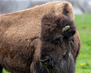 Portrait de face d'un bison