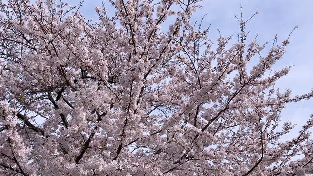 桜の木と青空