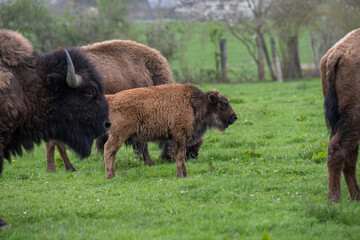 Famille de bisons au pâturage