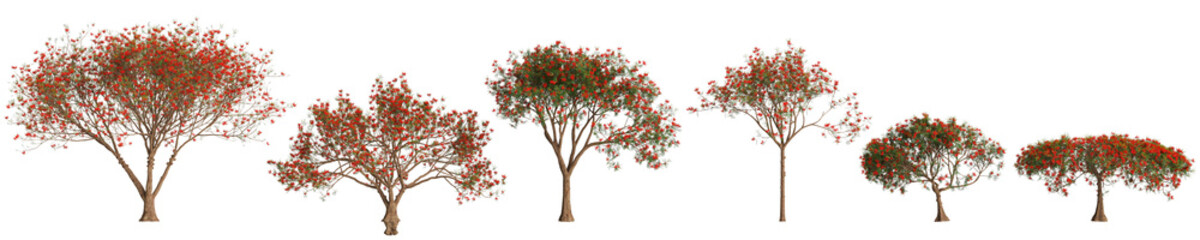 3d illustration of set Delonix regia tree isolated on transparent background - obrazy, fototapety, plakaty