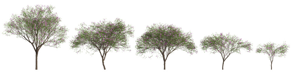 3d illustration of set Chilopsis linearis tree isolated on transparent background - obrazy, fototapety, plakaty