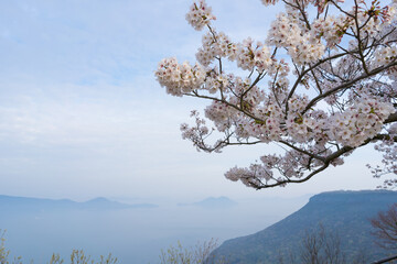 桜　瀬戸内海(香川県高松市屋島山上からの眺望)