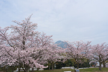 桜 飯野山 丸亀市飯山総合運動公園からの眺め(香川県)