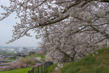 桜　丸亀市飯山総合運動公園(香川県)