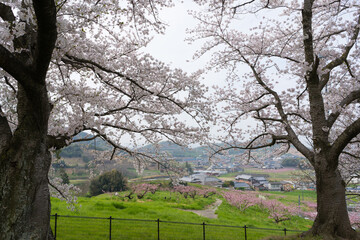 桜　丸亀市飯山総合運動公園(香川県)